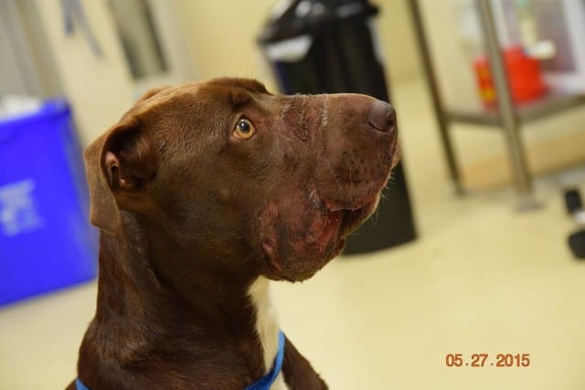 A brown dog with a blue collar looking up at the camera.