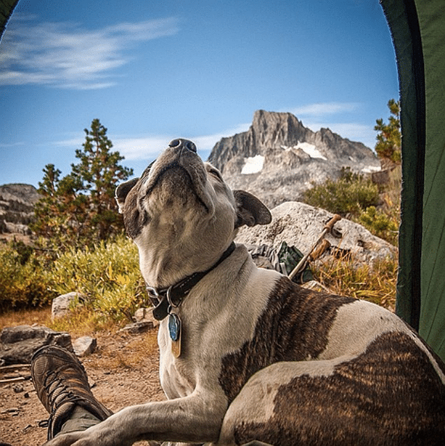 camping with dogs