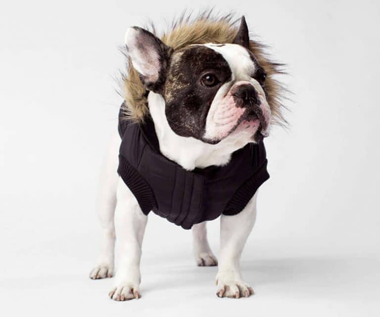 Brrr! Check Out the 8 Best Dog Winter Coats