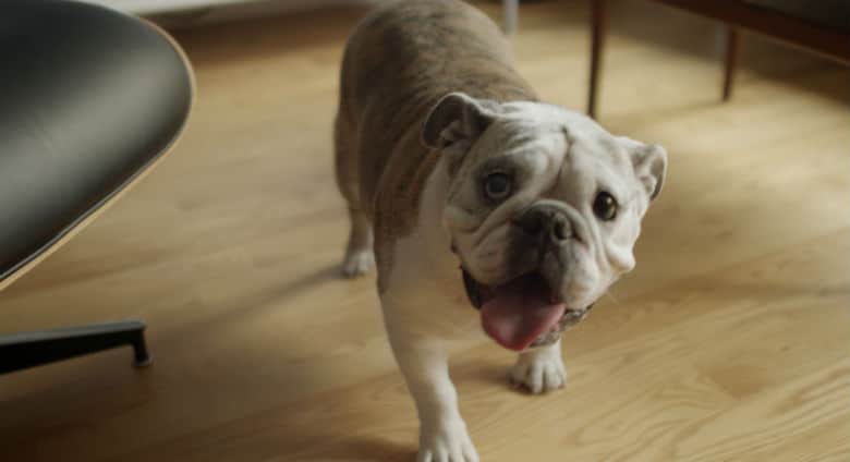 This Company's Latest Security Camera Let's You Keep an Eye on Your Dog in the Living Room and the Yard