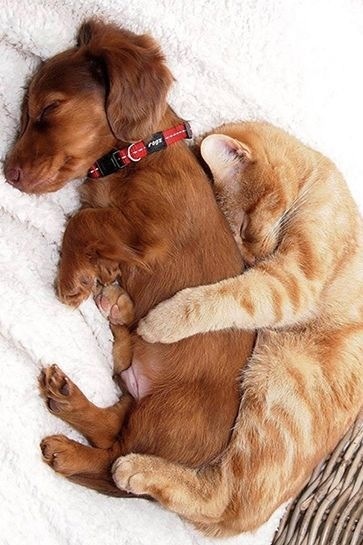 A dog and a cat snuggled together on top of a cozy blanket.