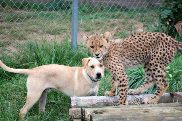 In an enclosure, a cheetah frolics alongside two dogs.