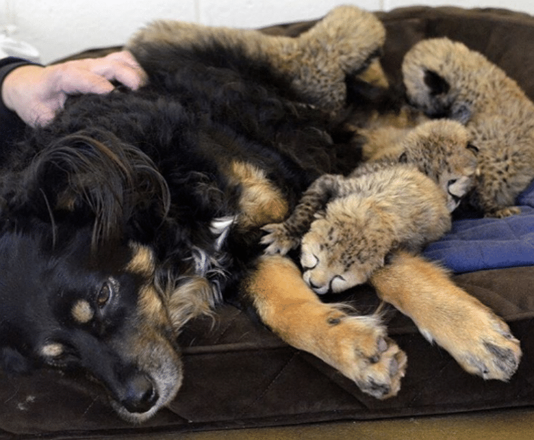 A dog is acting as a surrogate parent to orphaned cheetahs, providing them comfort and companionship as they lay together on a bed.