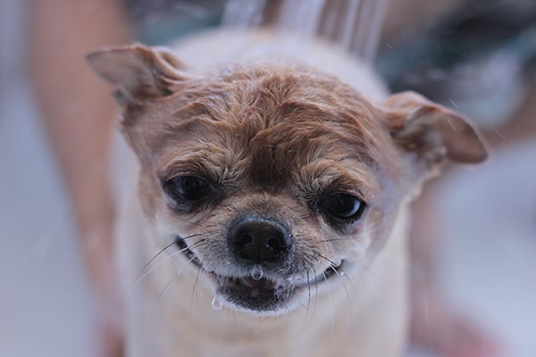 A chihuahua dog getting a bath at Bushwick Bark.