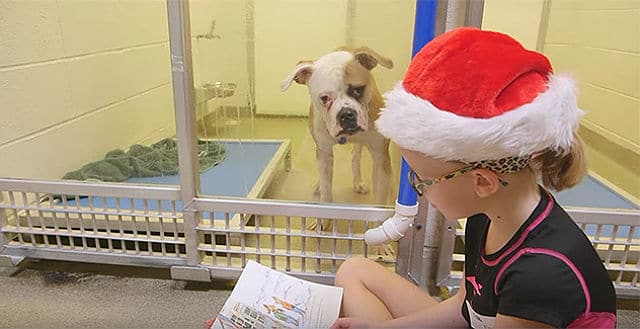 A shy girl reading a book to a dog in a kennel at the shelter.