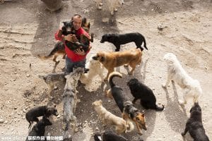 A Chinese millionaire with a multitude of dogs on his shoulders.