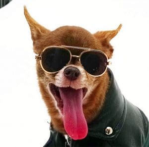 A chihuahua wearing sunglasses in NYC with his tongue out.