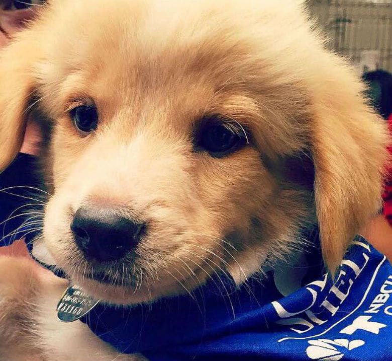 A golden retriever puppy wearing a blue bandana is available for adoption at the Clear the Shelters event, a nationwide initiative to help find forever homes for dogs.