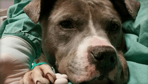 A hermaphrodite dog peacefully resting in a hospital bed.