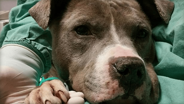 A hermaphrodite dog laying in a hospital bed.