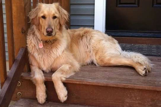 Petco Has Taken Responsible For Dog's Death in Grooming Incident