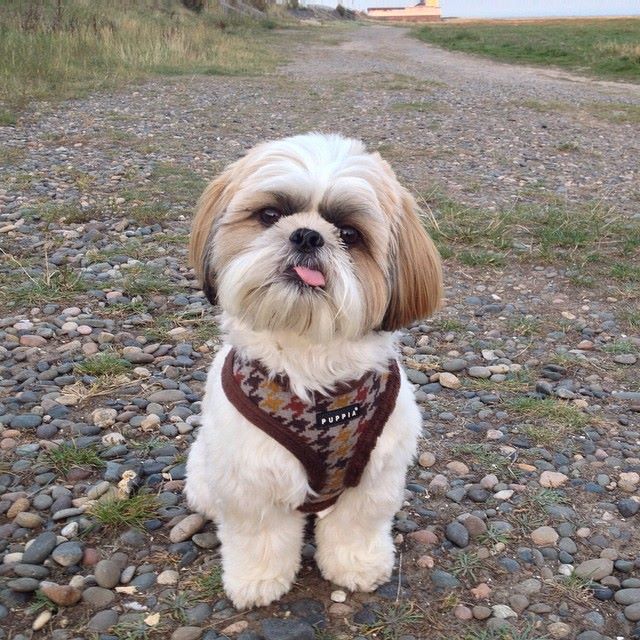 Cooper, the Shih Tzu dog, wearing a harness.