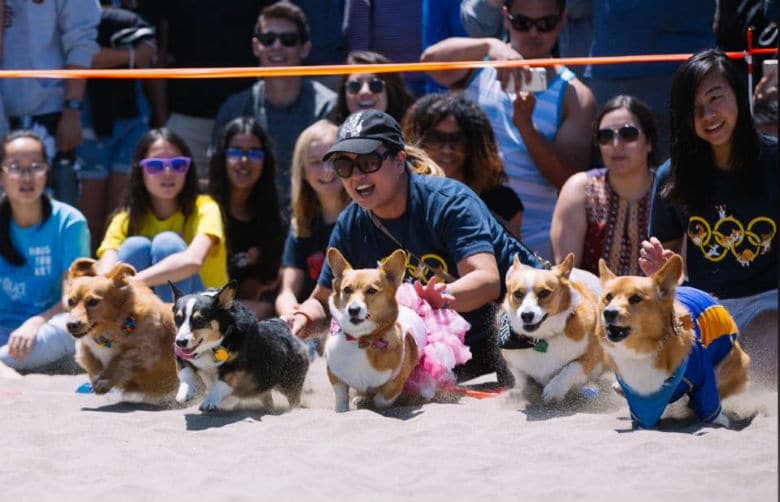 Forget Comic Con, San Francisco Has Corgi Con