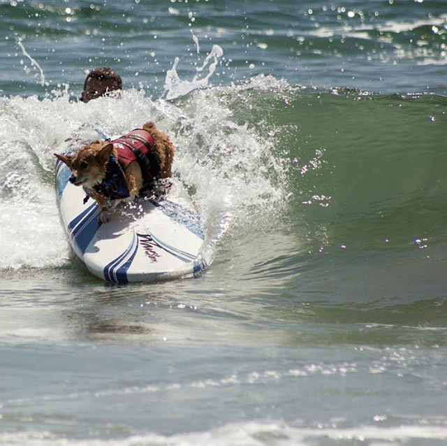 surfing dog