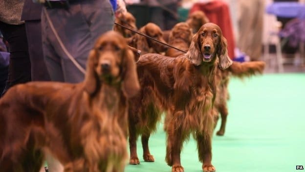 A group of dogs at the prestigious Crufts dog show, posing gracefully on a vibrant green carpet.