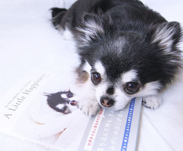 A black and white chihuahua dog laying atop a book in a dadaesque style.