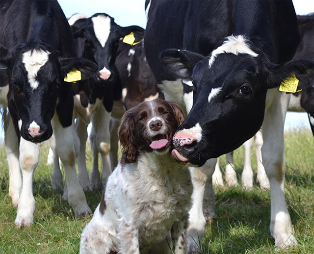 A dog, one of our favorite dog pics, is standing in front of a group of cows.