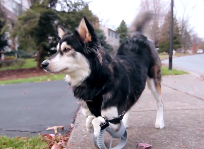 A dog walking on a sidewalk with a 3D printed leash.