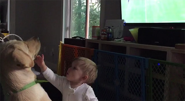 A child is playing with a dog in front of the tv while the World Cup plays in the background.