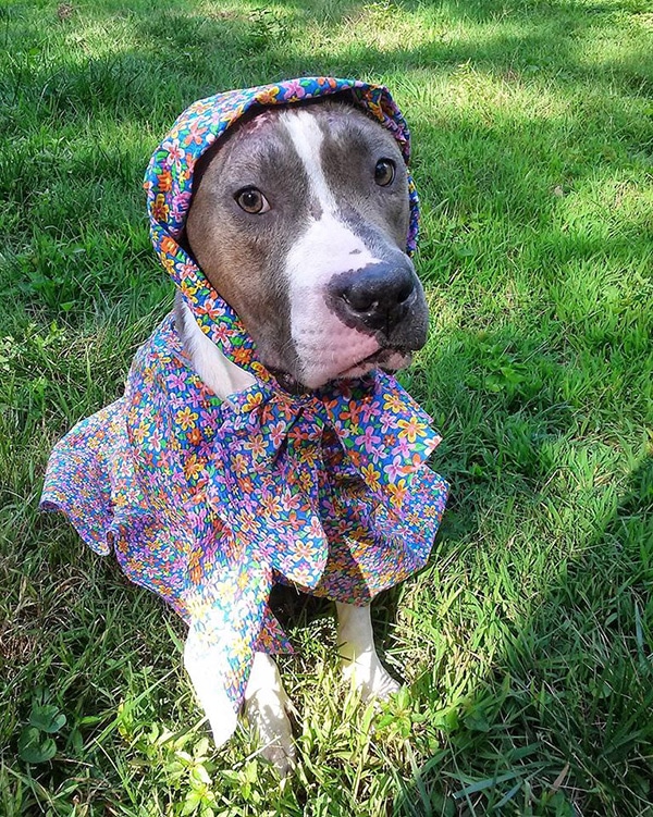 Diamond the Diva, a dog, wearing a colorful poncho in the grass.