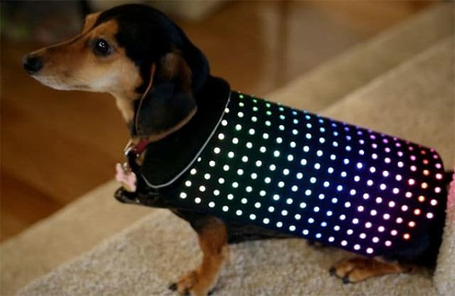 With 'Disco Dog,' Your Pup Is the Life of the Party