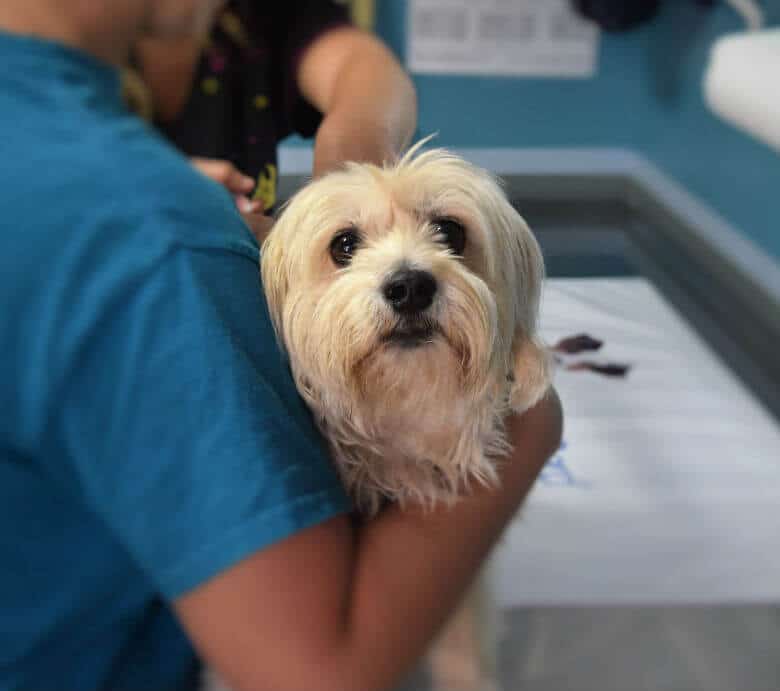 A small dog being groomed by a person, unaffected by the recent outbreak of Dog Flu which is highly contagious.