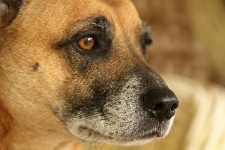 A close up of a dog looking at the camera.