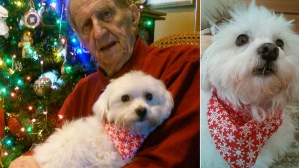 A man is holding a dog in front of a Christmas tree.