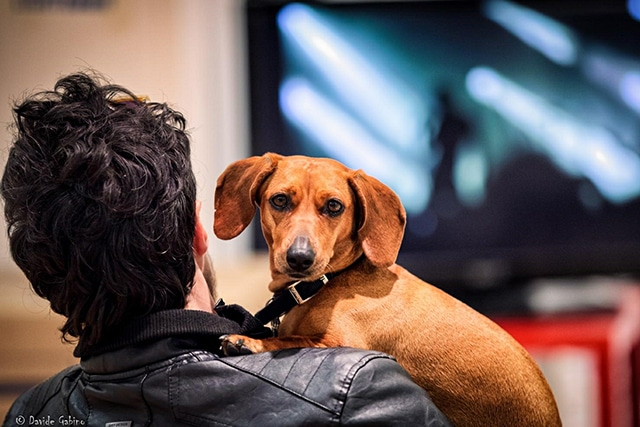 Movie Night With Your Dog at the D Pet Hotel in Chelsea