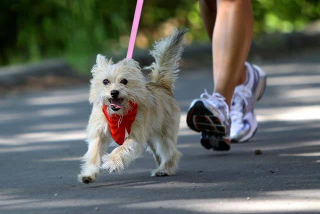 A small dog is being walked on a leash to improve its health.