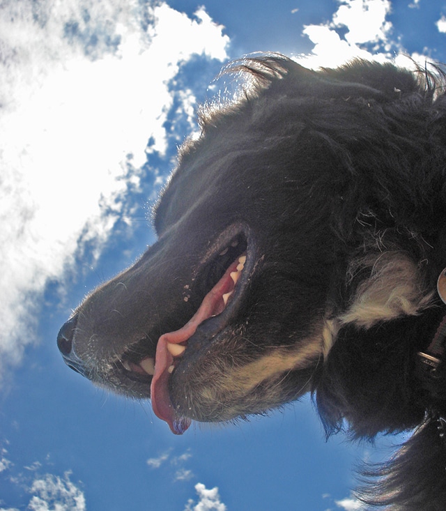 dog and sky