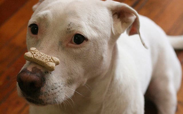 A white dog with a bone in its mouth, eagerly gnawing on the tasty treat.