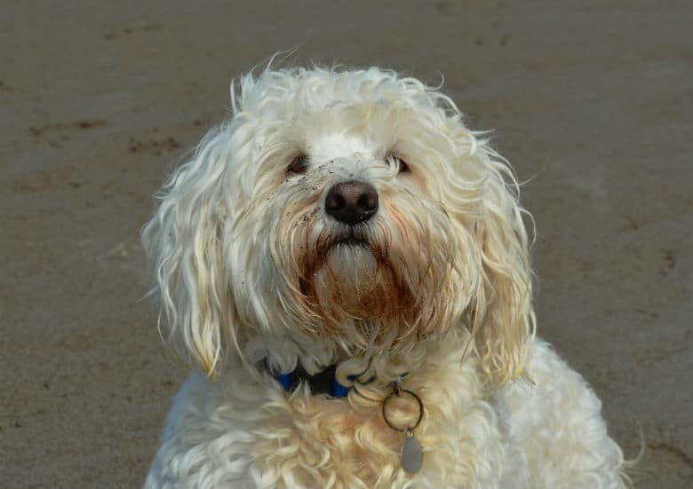 A white dog enjoying the Los Angeles Dog Beach, sitting on the sandy shore.