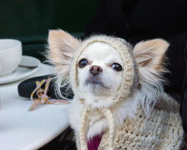 A chihuahua wearing a hat visits a New York City Dog Cafe.