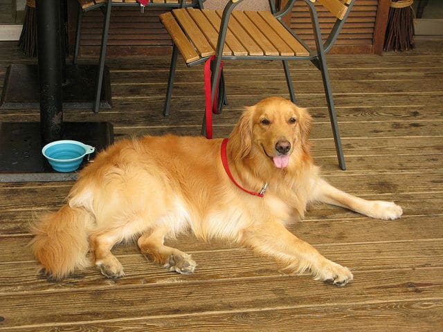 A golden retriever, one of many NYC dogs, relaxing on a wooden floor.