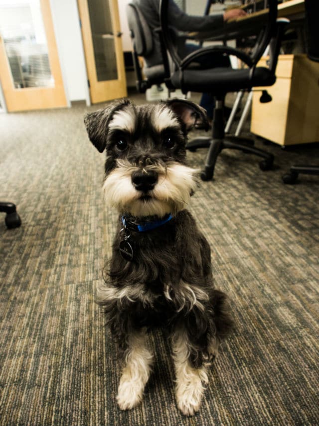 A black and white schnauzer sitting on the floor in an office, waiting for a snuggle.