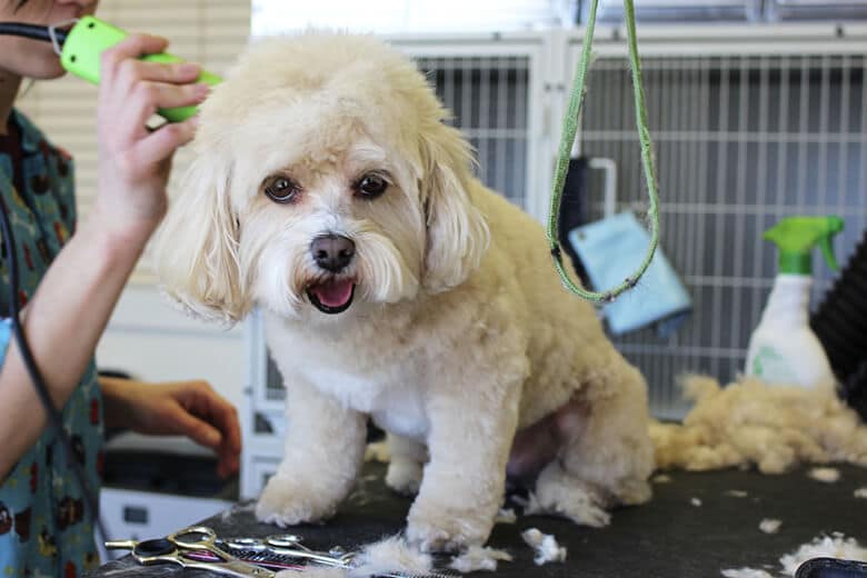 A dog being groomed by a woman in a salon.