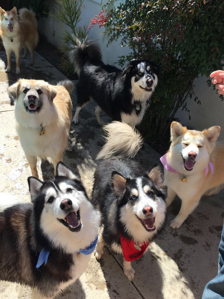 Litter Mates Reunite Every Year to Celebrate Their Birthday