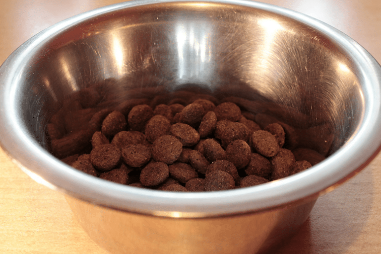 Do You Really Need to Worry About Cleaning Your Dog’s Bowl?