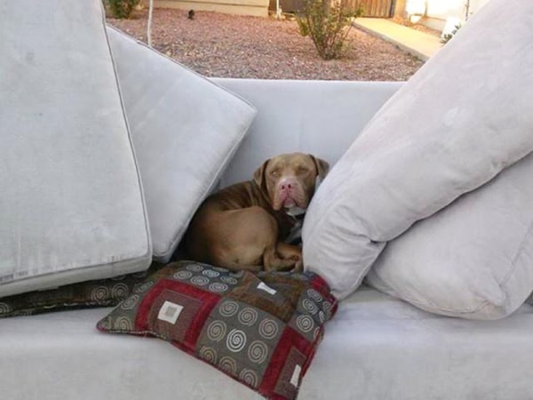 A dog comfortably lounges on top of pillows on a couch.