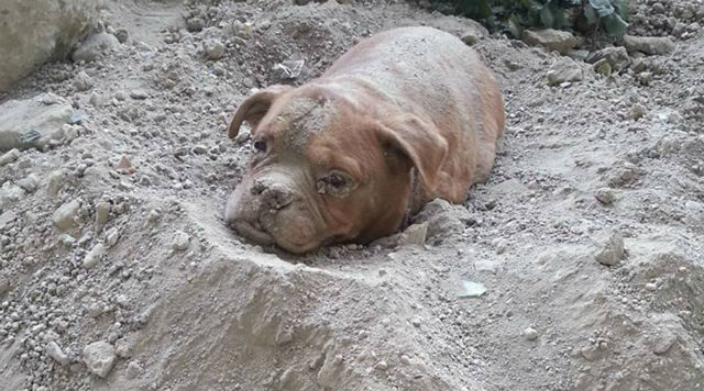 A brown dog peacefully lying in the sand.