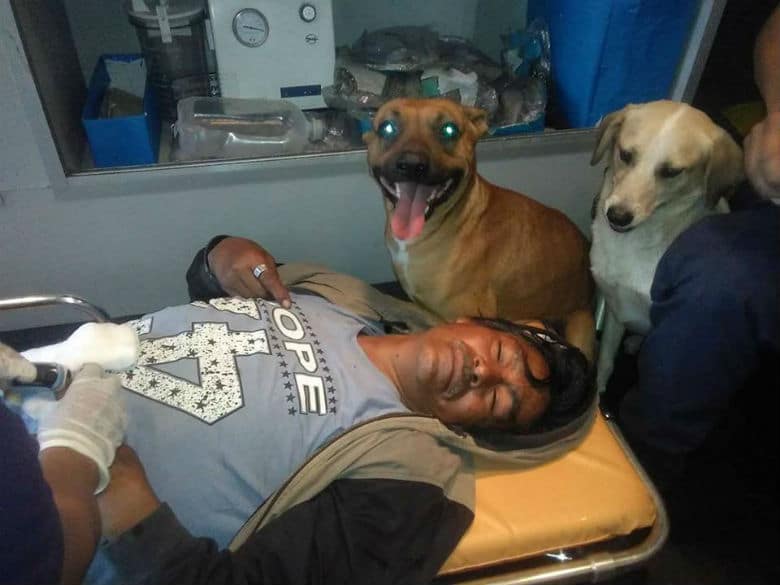 Dogs Refuse to Leave Injured Owner, Jump Into Ambulance to Hospital