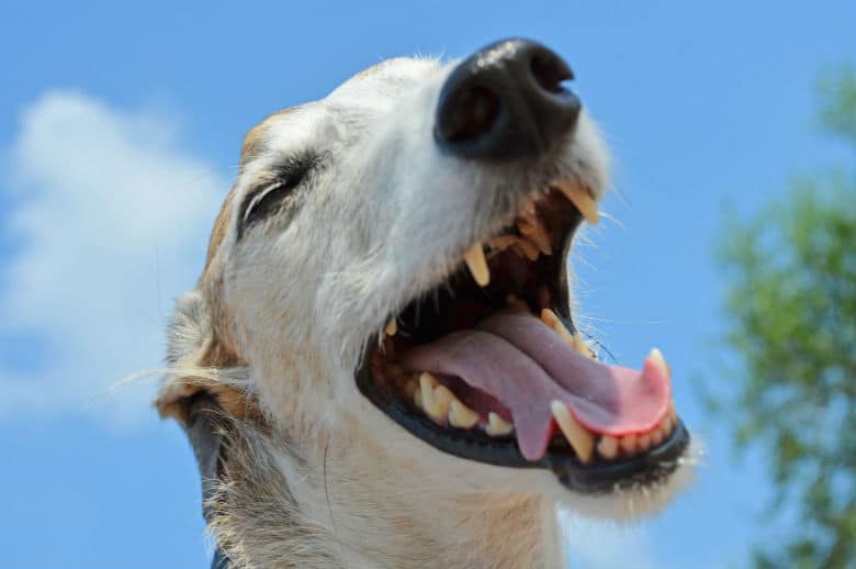 The 15 Things Your Dog Is So Much Better at Than You (Infographic)