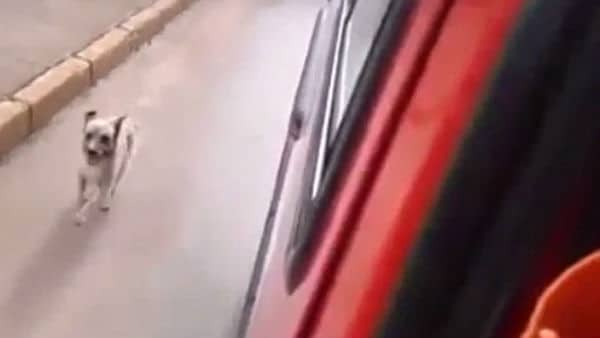 Man’s Best Friend Chases Ambulance With Owner Inside