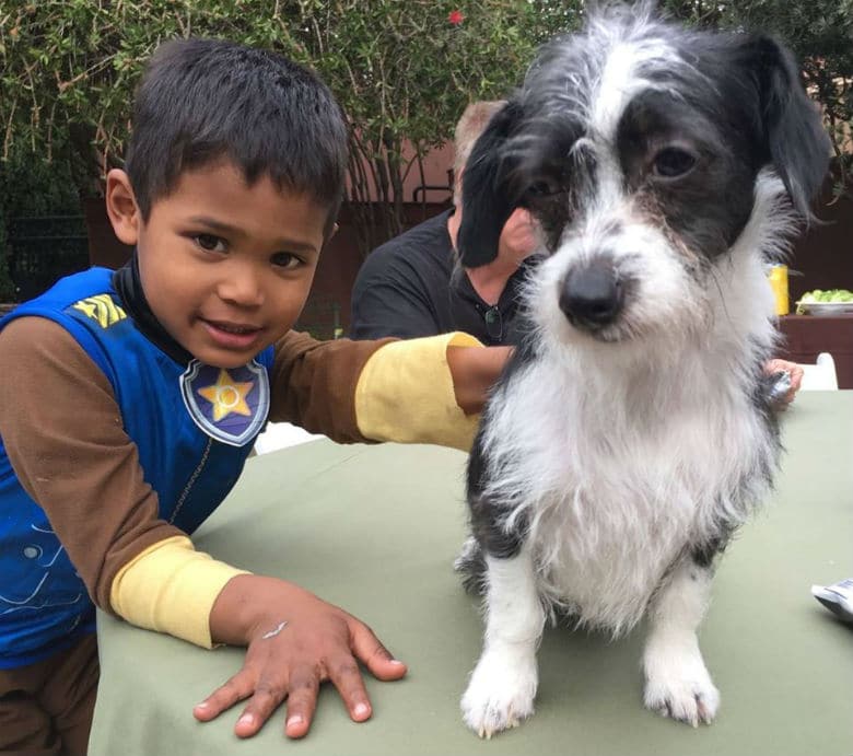 San Francisco’s ‘Dog Day Afternoon’ Is a Huge Block Party to Celebrate Pups