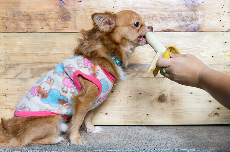 can i feed banana to puppy