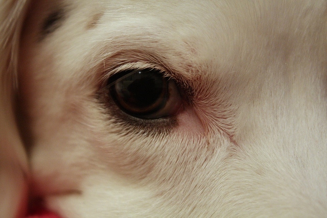 A white dog's eye that provides statistical data.