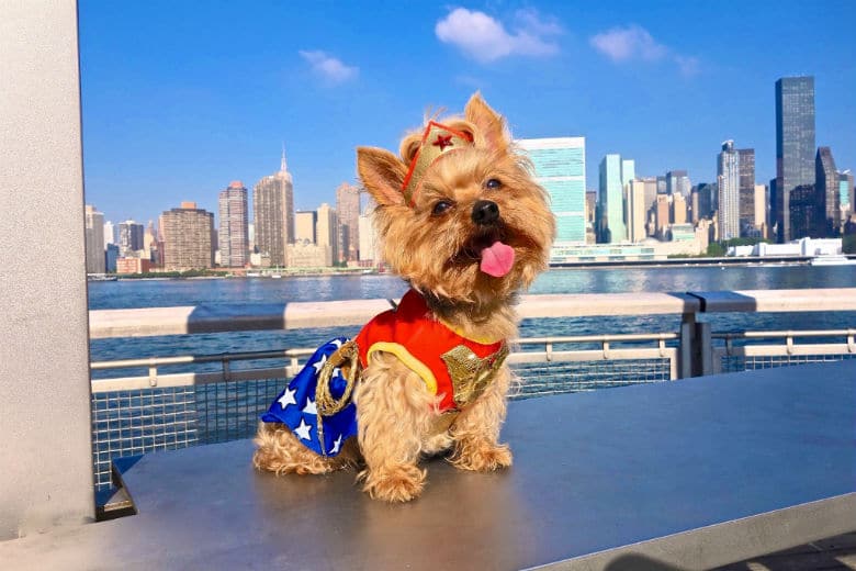 Wonder Woman Yorkie and Other Dogs Land at NYC's Dog Film Festival