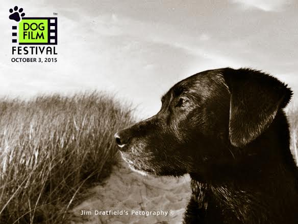 A black dog is standing in the sand, participating in the Dog Film Festival while looking at the camera.