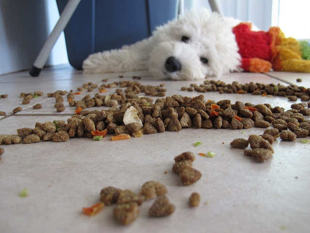 A white dog laying on the floor next to a bowl of dog food.